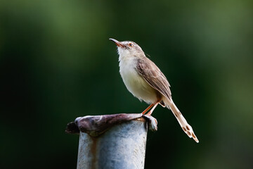 The plain prinia, also known as the plain wren-warbler or white-browed wren-warbler, is a small cisticolid warbler found in southeast Asia