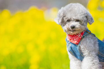 
A toy poodle girl wrapped in happy colors