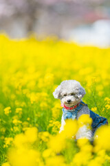 
A toy poodle girl wrapped in happy colors