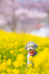 
A toy poodle girl wrapped in happy colors