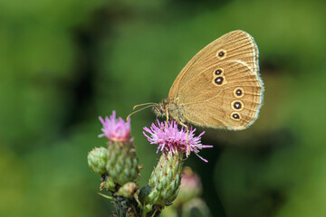 Ringlet (Aphantopus hyperantus) feeding on a thistle blossom.