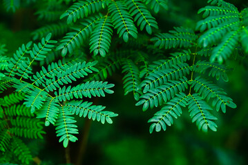 Fototapeta na wymiar Branches of Acacia's leaves in the forest (Leucaena leucocepphala in science name)