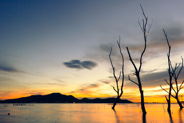 Sunset at coast of the lake and dead tree. Nature landscape.