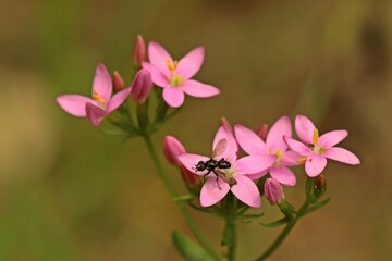 Fototapeta premium Echtes Tausendgüldenkraut (Centaurium erythraea) mit Fliege