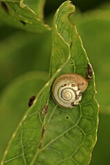 Kartäuserschnecke (Monacha cartusiana).