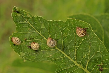 Kart&auml;userschnecken (Monacha cartusiana).