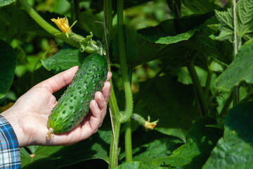 gardener's hand picks cucumber in the vegetable garden
