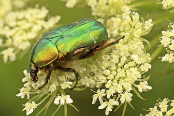 Gemeiner Rosenkäfer (Cetonia aurata) auf Wilder Möhre (Daucus carota)
