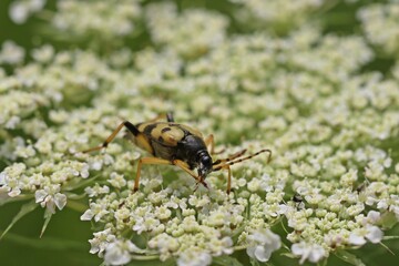 Gefleckter Schmalbock (Rutpela maculata) auf Wilder Möhre (Daucus carota).