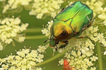 Gemeiner Rosenkäfer (Cetonia aurata) auf Wilder Möhre (Daucus carota)