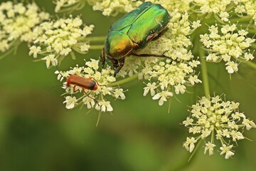 Gemeiner Rosenkäfer (Cetonia aurata) auf Wilder Möhre (Daucus carota)