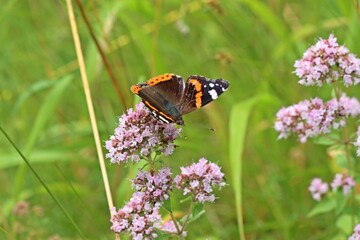 Admiral (Vanessa atalanta) auf Echtem Dost (Origanum vulgare)