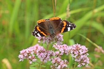 Admiral (Vanessa atalanta) auf Echtem Dost (Origanum vulgare)