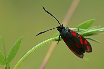 Sechsfleckwidderchen (Zygaena filipendulae)