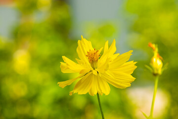beauty fresh yellow petals and orange gold pollen cosmos flower blooming in botany garden with copy space.
