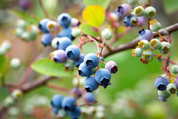 highbush blueberry shrub with ripe blue and unripe green berries