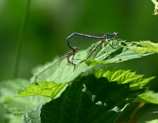 Paarung der Azurjungfer