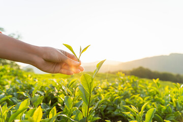 green tea leaf in hand on background of mountains. Harvesting tea by farmer hand, harvesting every morning on green organic farm, Close up front