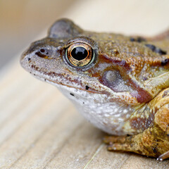 Frog close up