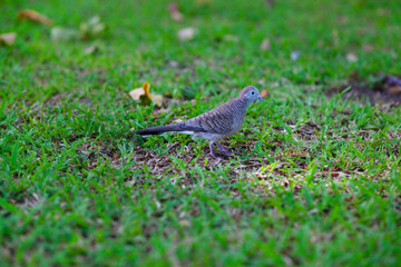 Pigeons are tricky. On the green lawn, in the park