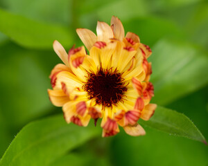 Calendula sherbet fizz flowers in summer garden