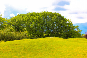 Green grass, trees with lush crowns against a blue sky. Hill, lawn in a park