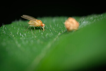 Leaf miner fly insect close-up
