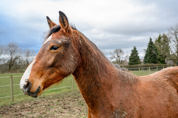 Horse in field