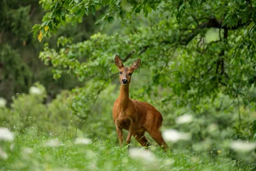 Fototapeten Female roe deer on green meadow an trees © Bernd Schmidt