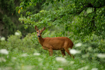 Female roe deer mammal on green meadow