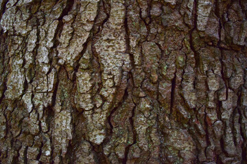 Texture of rough wooden bark of an old tree on a full frame