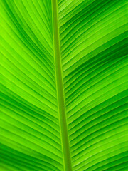 Banana leaf with outdoor lighting. Selective focus. Natural green background.