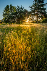 Summer meadow in yellow light of sunvrise