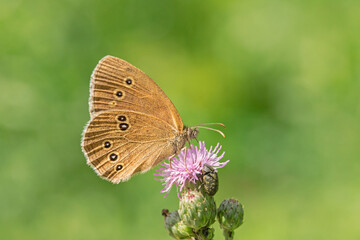 Ringlet (Aphantopus hyperantus) feeding on a thistle blossom. Light green bokeh in background.