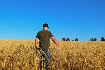 Naklejka na ściany i meble Wheat field, farmer evaluates the yield and ripeness of wheat 