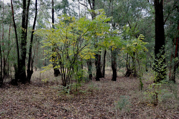Saplings