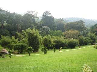 Beautiful view of the green garden with forest trees and the plants