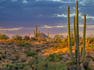 Morning Desert Scene With Saguaro Cactus