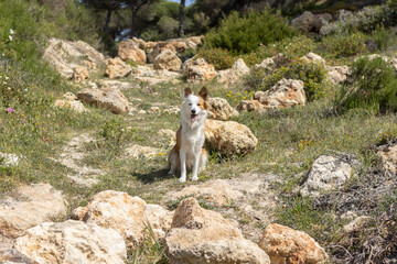 a lovely sable and white border collie on a rocky spot. Dogs energy concept.