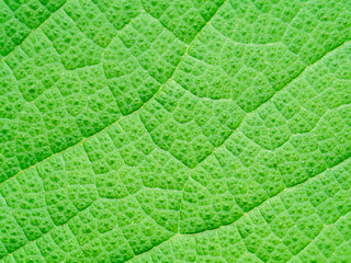 Close up texture on leaf of Teak tree.