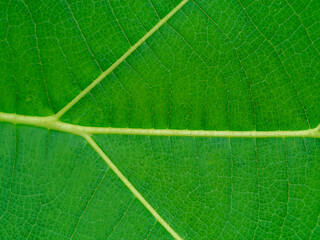 Close up texture on leaf of Teak tree.