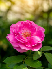 Obraz premium Close up Pink Damask Rose flower.