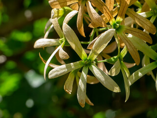 Close up of dry Wreath Sandpaper Vine flower on blur background.