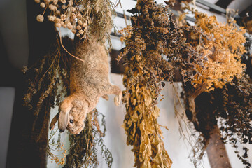 Hanging rabbit and herbs