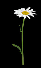  Magerwiesen-Margerite (Leucanthemum vulgare),  Bl&uuml;te, Blatt, freigestellt, Deutschland