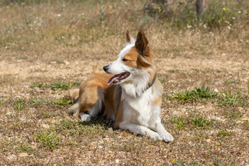 A white brown border collie lying on the sand. Dog beauty concept.