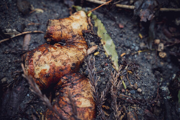 Azores - São Miguel Island