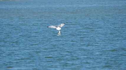 Fototapeta na wymiar aterrizaje perfecto de una gaviota junto a su compañero, plumaje color blanco y gris, lago de ivars y vila sana, lérida, españa, europa