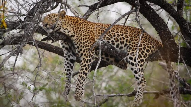 Leopard sleeping in tree branch in Kruger National park, South Africa ; Specie Panthera pardus family of Felidae