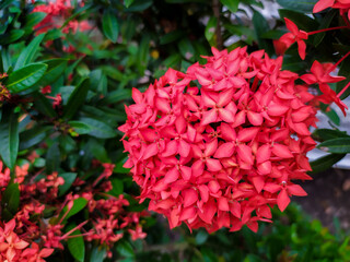 Fototapeta premium red flowers in the garden